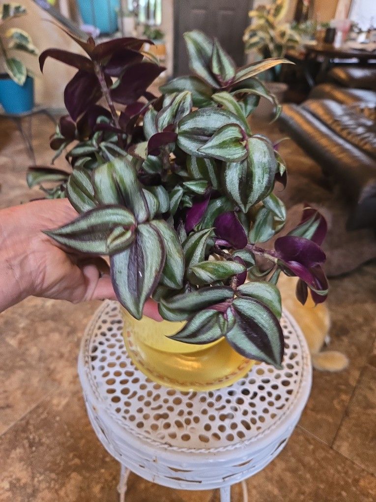 Lush Lovely Wandering Jew Plant In 6in Ceramic Pot With Plate