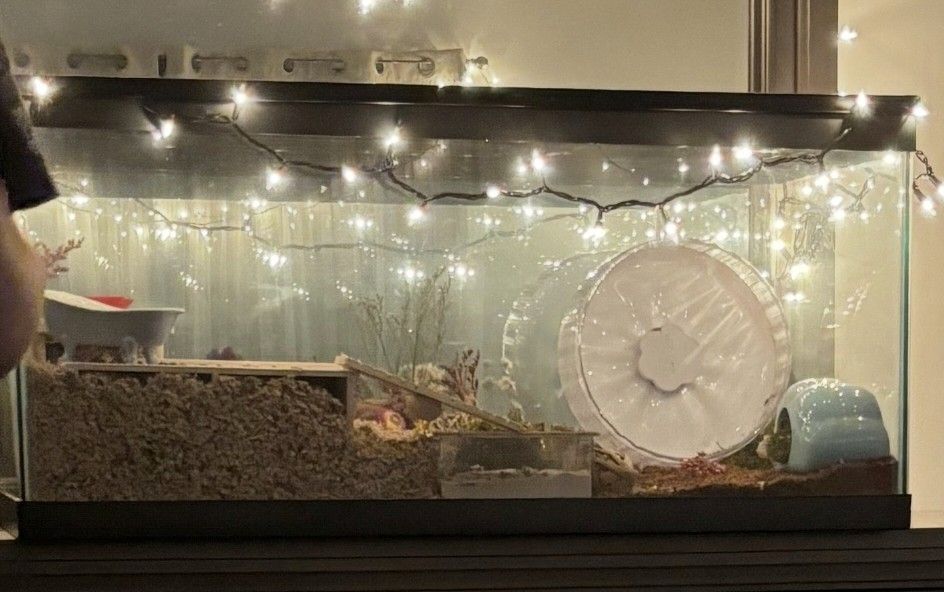 Glass 50 Gal Tank With Mesh Lid And Hamster Accessories