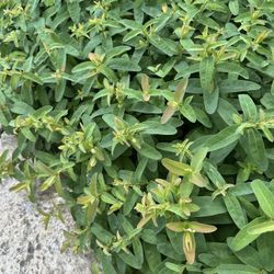 Plant Swap.  St John’s Wart For Another Perennial 