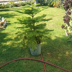 Island Pine