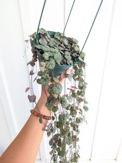 Ceropegia Woodii Strings of Hearts Plant 6" Pot - Indoor House Plants