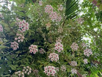 Hoya Bella plant- blooming