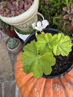 1 Gallon White Geranium 