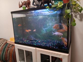 Fish tank with filter 30 gallon