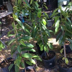 Plant Diferentes De Hiervas Y Frutas En Kissimmee 