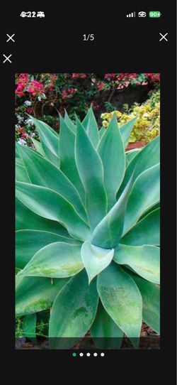 Foxtail 🦊 Agave (Agave Attenuata) Plants