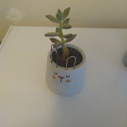 Small  Plants  Succulent 