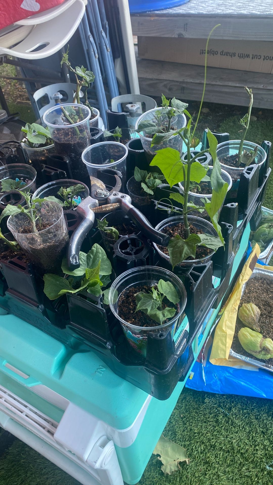 Chayotes Sprouts $5 Each