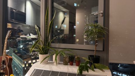 Plants / big/small/ cactus