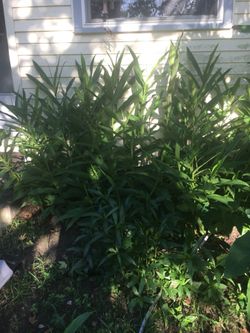 Butterfly Ginger Lillie’s