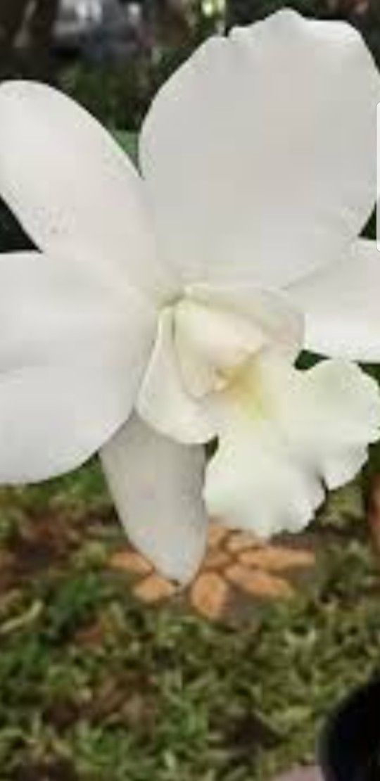 Cattleya White Bridal Yuki $20