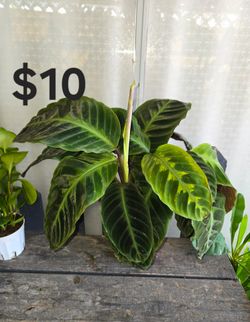 Calathea Jungle Velvet