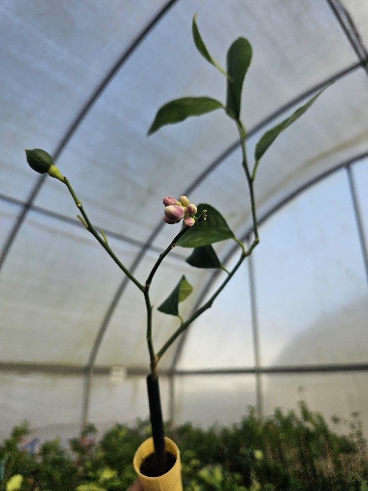 Cerified Citrus Trees