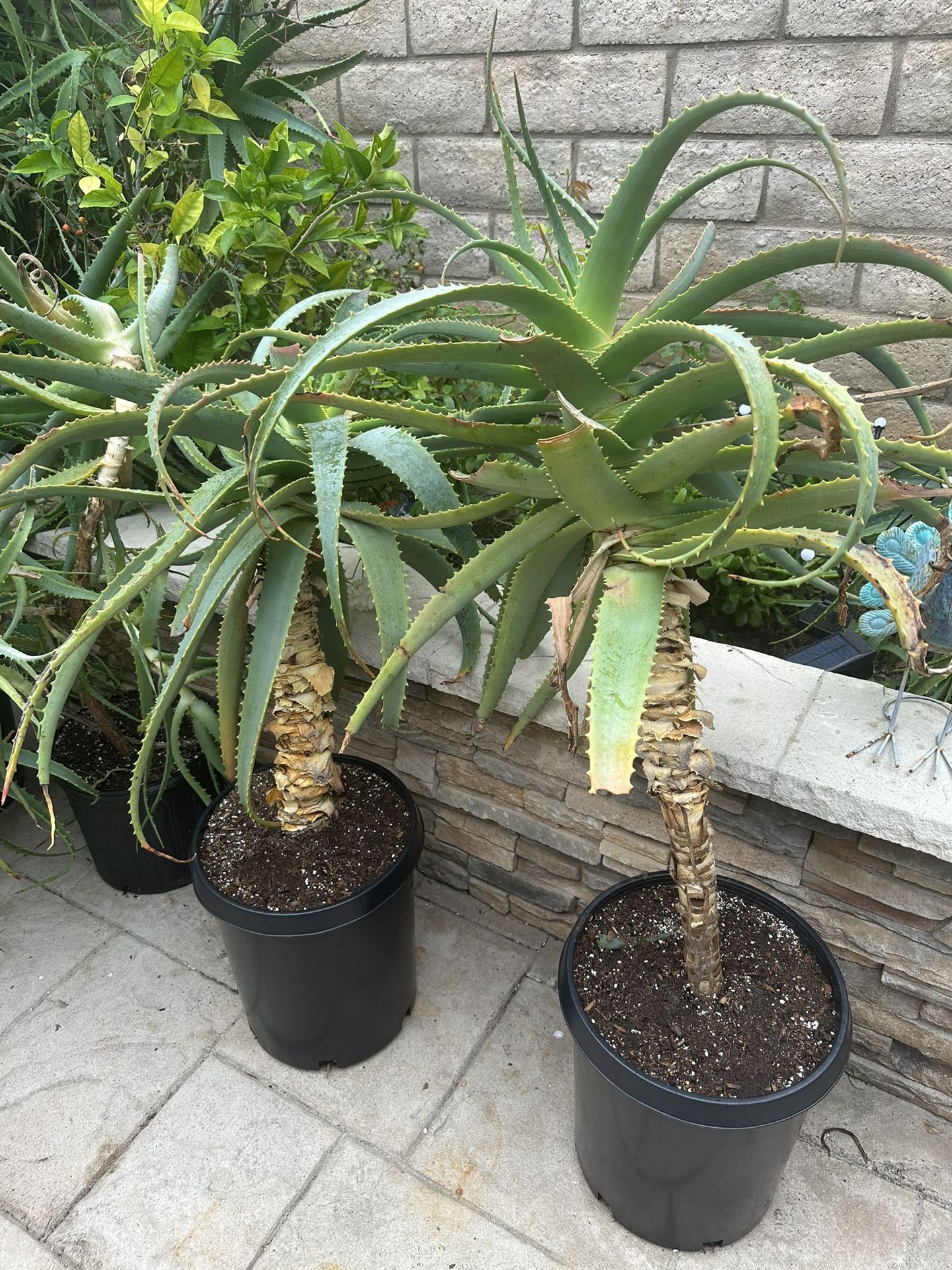 Aloe Vera Plants