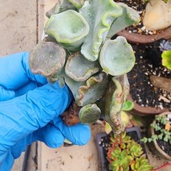 Rare Korean Imported Succulent Plants Pick Up In Upland