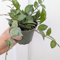 Hoya Krohniana Eskimo/Silver Splash Plant 4" Pot - Indoor House Plants