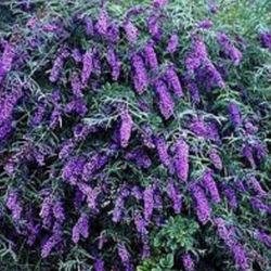 Perennial Butterfly Purple Bush Starter