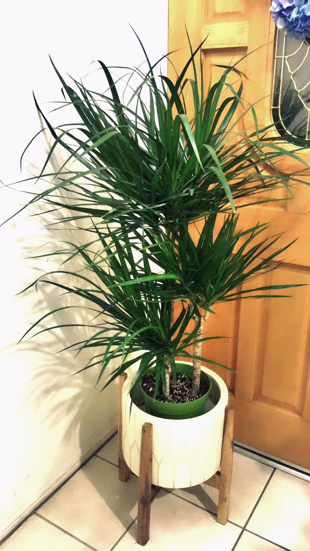 Big 🌱Tall🌱Healthy 🌱and Beautiful Dracaena Marginata Plant - About 4 feet tall - $30 each plant only - Outdoor/Indoor Plant