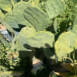 Plantas De Nopal Y Nopales Tiernitos