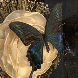 Victorian Style Butterfly Shadow Boxes