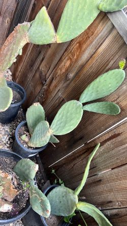 Nopal de penca grande
