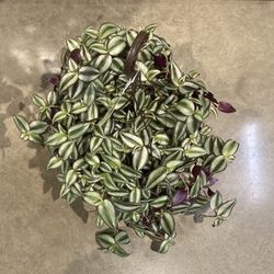 Wondering Jew Plant 🪴 