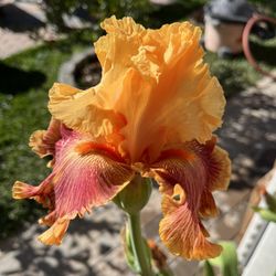 Bottle Rocket Iris 1gallon