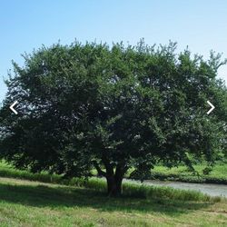 Elm Tree
