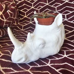 Aloe Christmas Carol In Rhino Pot