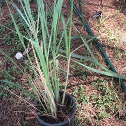 Lemon Grass