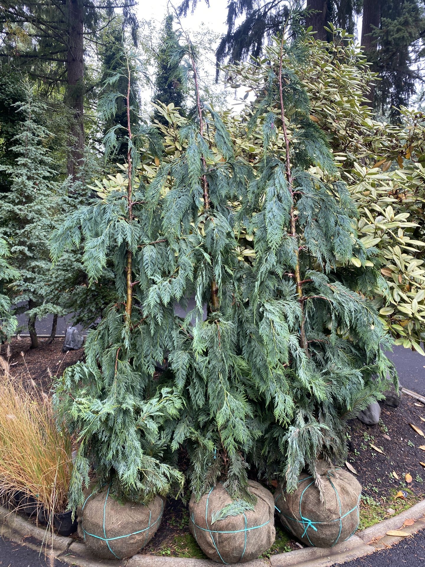 Weeping Alaskan Cedar Trees - 8ft for Sale in Puyallup, WA - OfferUp