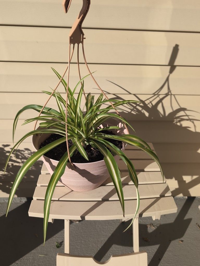 Hanging Spider Plant 