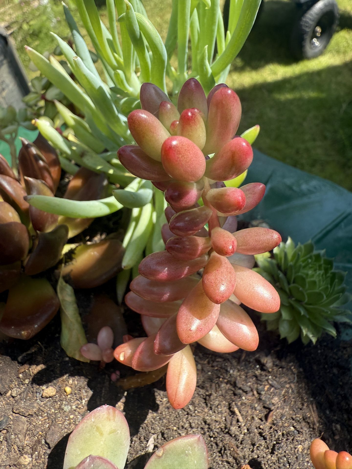 Succulent