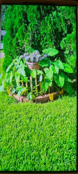 GREEN CALADIUMS "COLOCASIA ESULENTA" ELEPHANT EARS