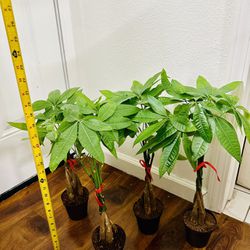 SMALL Braided Money Tree Live Indoor Plant In 4" Pot Ready To Replant $9/each