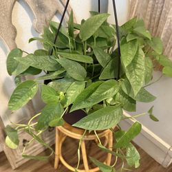 Cebu Blue Pothos