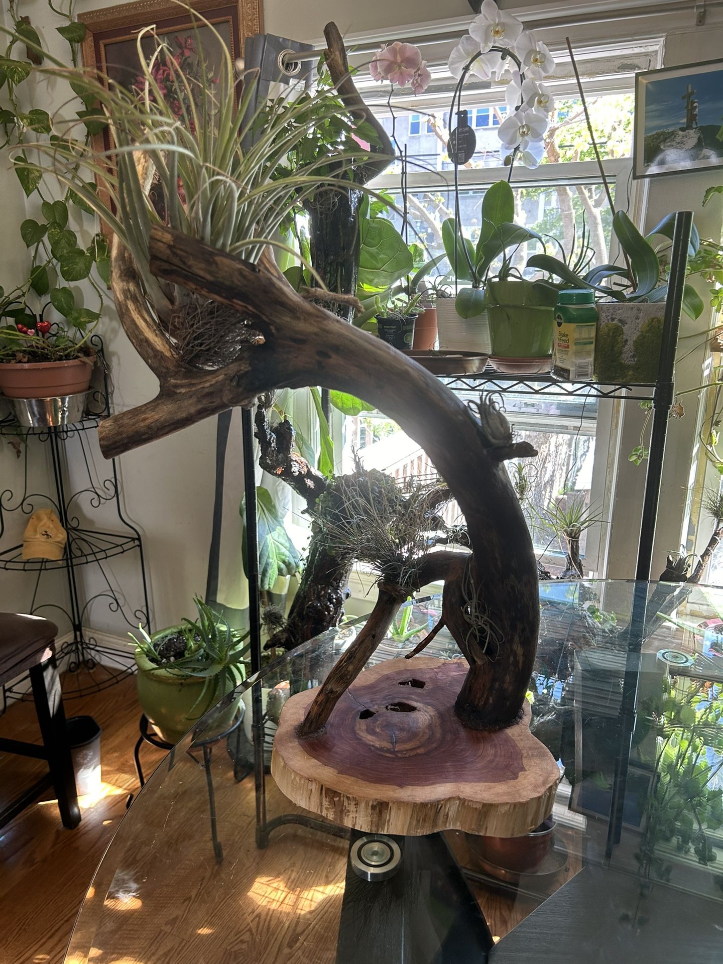 Plant Stand W Air Tillandsias