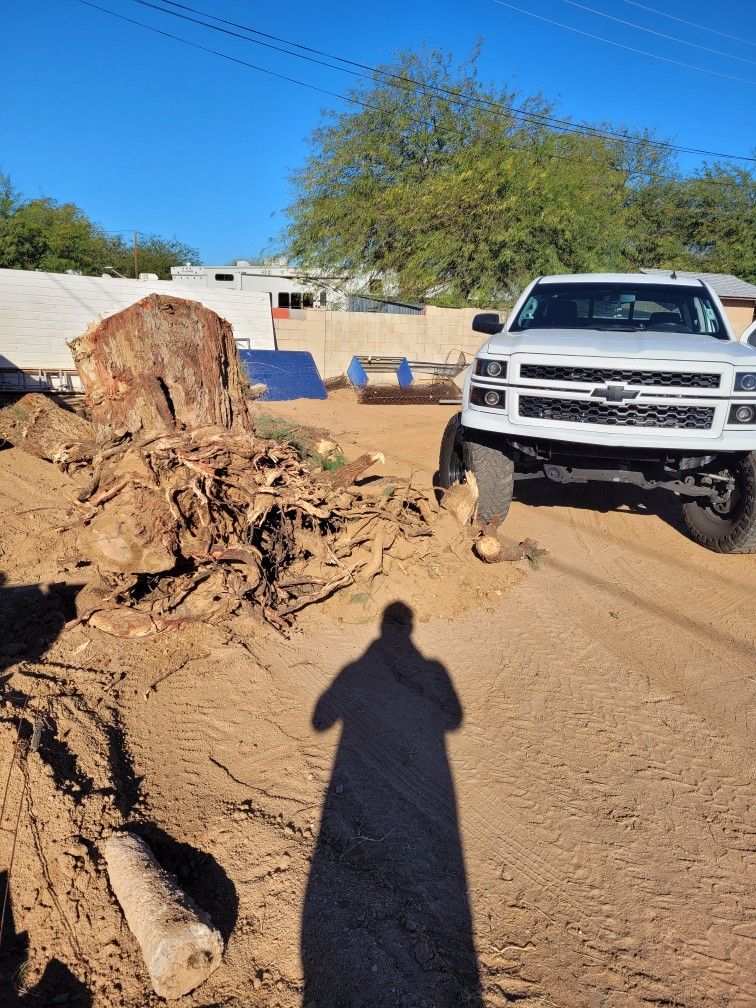 Big Tree Stump