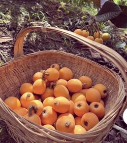 Organic loquat tree in 5 gallons pot