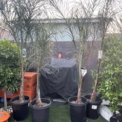 Queen Palm