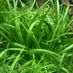 Dwarf Sagittaria 