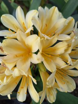 Yellow Clivia
