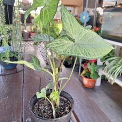 Planta Natural 