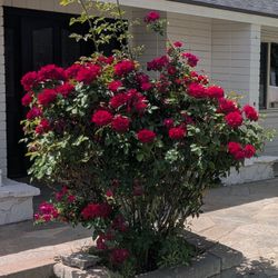 Red Rose Bush Volunteer