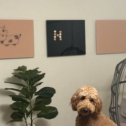 Pottery barn Teen Magnetic Writing Boards