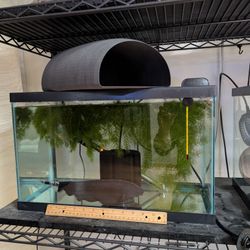 Fish Decorations 