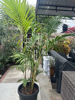 Inside or shade plants 7 feet high