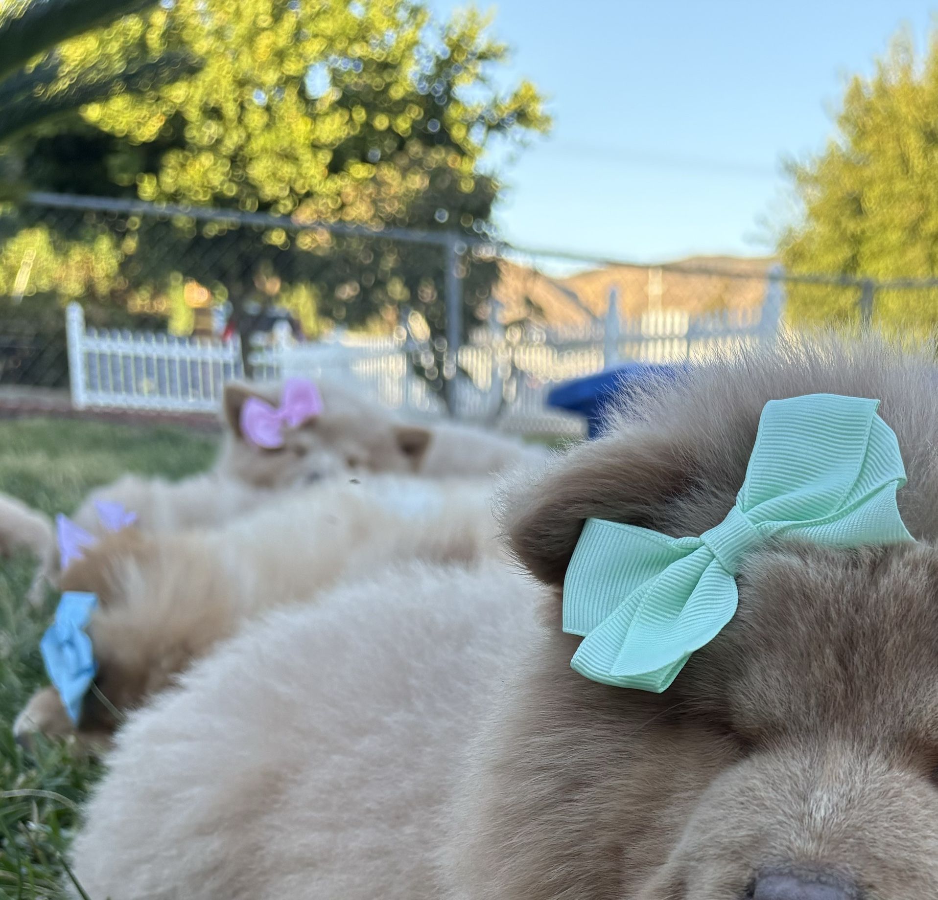 PUPPY Fur Bow