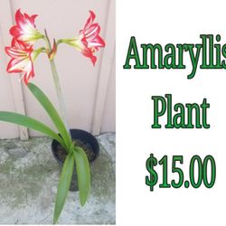 Amaryllis plant 