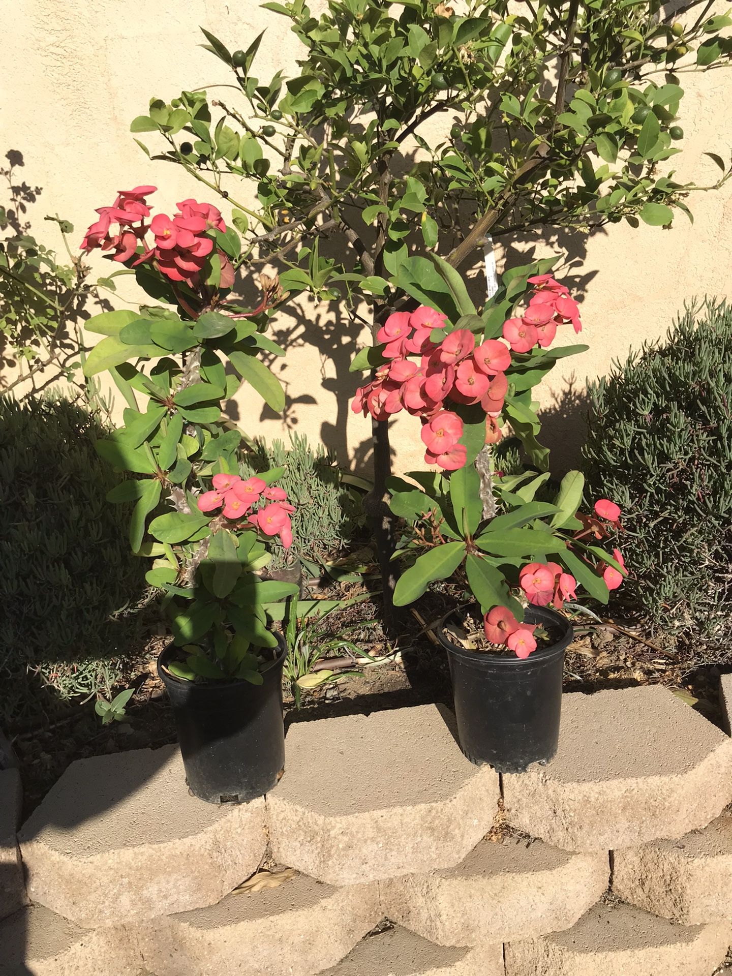 crown of thorns plant